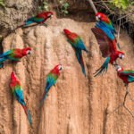 Papageien an Lehmwand in freier Natur